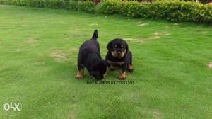 Champion quality rottweiler puppies for sale
