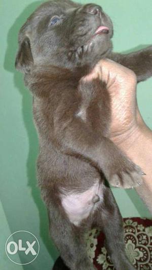 Chocolate lab,40days male, want to sale urgent
