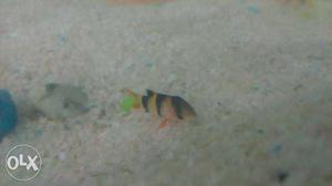 Clown loach available at our store.