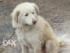 Cream colour bhotiya dog 1 year