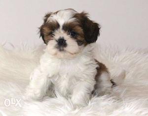 Cute Breed Shih Tzu Puppy Sell Shine Kennel