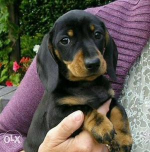 Cute Dashchund Puppies available for lovely homes