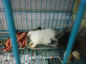 Cute Rabbit for sale