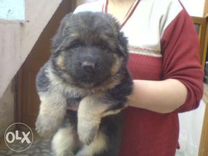 Cute and Active Labrador and German shepherd puppies