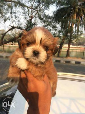 Cute lasha apso puppy for sale, ready stock