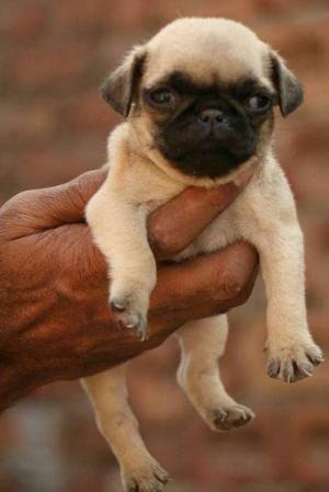 Cute little Pug puppies available.