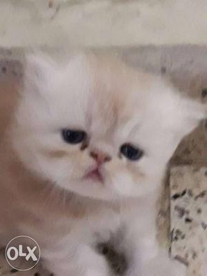 Cute looking Persian kitten punch face