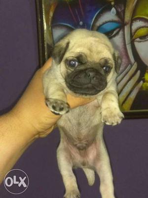 Cute pugs available