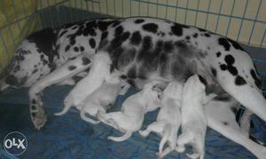 Dalmatian Dog And Dalmatian Puppies