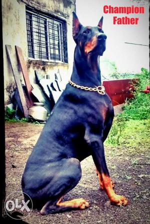 Dober man 5 male 2 femail coffe colour male and
