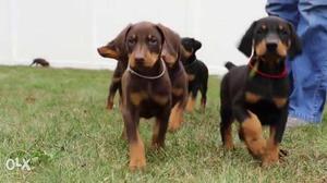 Doberman Puppies For Sale