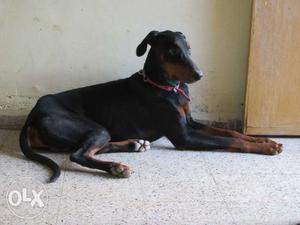 Doberman dog male for mateing Aurangabad