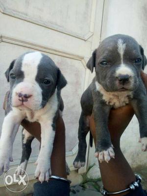 Dogs world introduced American pitbull blue