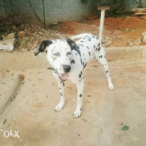 Dolmatian pure breed female. 12months, expected heat.