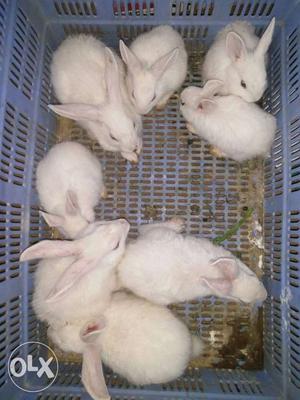 Eight White Rabbits