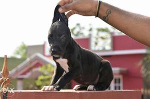 Eminent quality dane puppies available