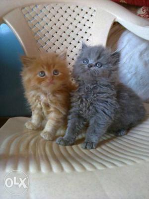Excellent Persian kittens available