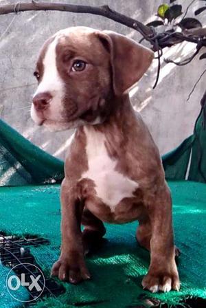 Exchange Offer With Pitbull Pupps