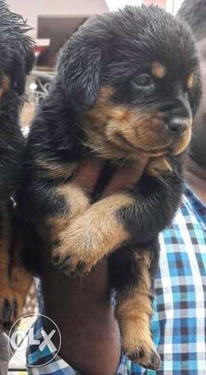 Extreme Punch Head Rottweiler Male female puppy with me u
