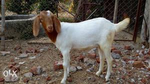 Extreme quaility of goat