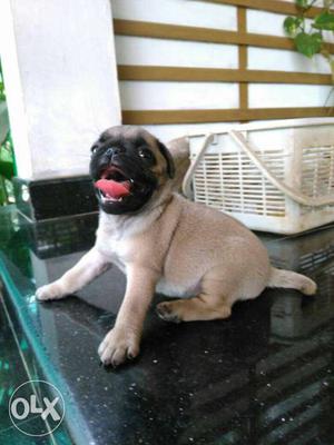 Fawn Pug In Thrissur