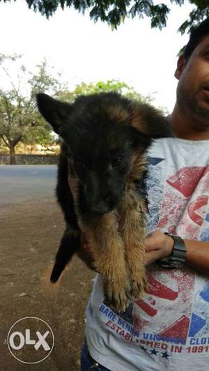 Female German sehfered 1month old heavy coat interested