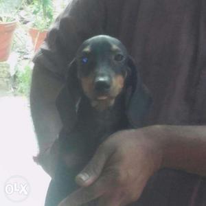 Female dash hunt three month old for sale single one