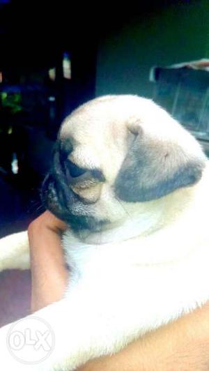 Female pug puppies for sale