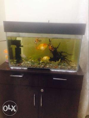 Fish acquarium with fishes