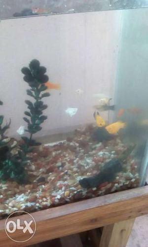 Fish moli 100 Nos yellow white black mixed.2months old and