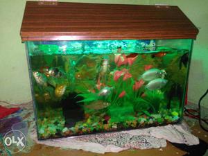 Fish tank with fishes oxigen filter rocks light