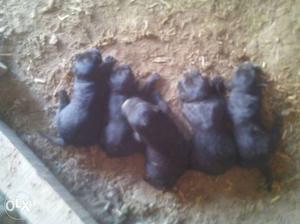 Five Black Labrador Retriever Puppy Litter