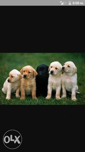 Five Short Coat Puppies
