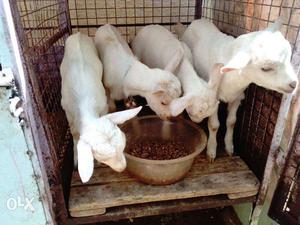 Five White Goats