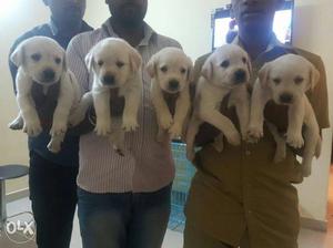Five White Short Coated Puppies