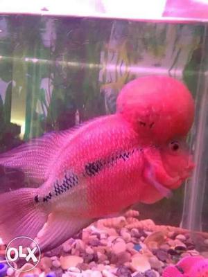 Flowerhorn