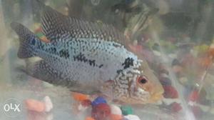 Flowerhorn fish for sell groming head very and