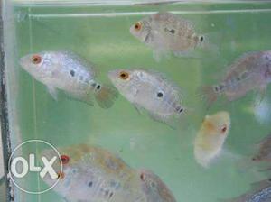 Flowerhorn fishes