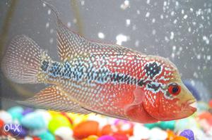 Flowerhorn red dragon with small hump head