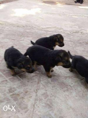 Four Black And Tan Rottweiler Puppies