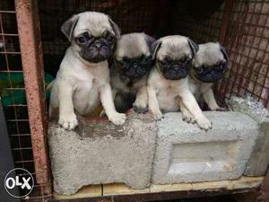 Four Fawn Pug Puppies