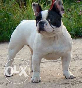 French bulldog expensive look and best price shine kennel