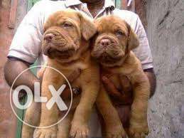 French mastiff honey color fully active pups Sale in Rahul