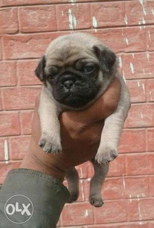 Full health under nose pug male pup fawn colour
