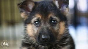 Full heavy German Shepherd puppies available Ajmer