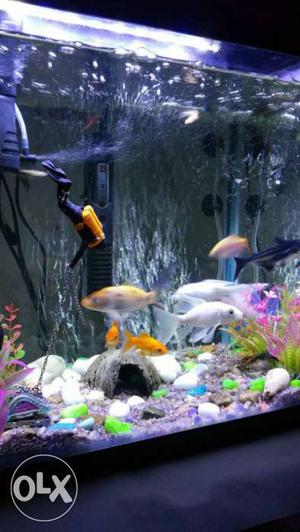Fully decorated imported fish tank with 12 fishes