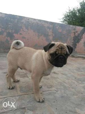 Fully pure pug dog his father is a show dog