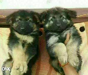 GERMAN SHEPHERD adorable pups available male