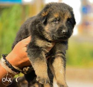 GERMAN SHEPHERD show quality Puppies 1 month old