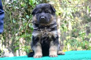 GSD puppies long coat with Pedigree champion